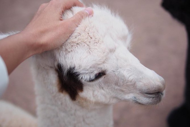Cusco Santuario de Animales Rescatados en Cusco - Pickup, meeting point, and the 2 to 3 hour reality