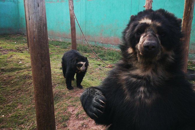 Cusco Santuario de Animales Rescatados en Cusco - Meet the guide: Albert’s patient style and why it changes the visit