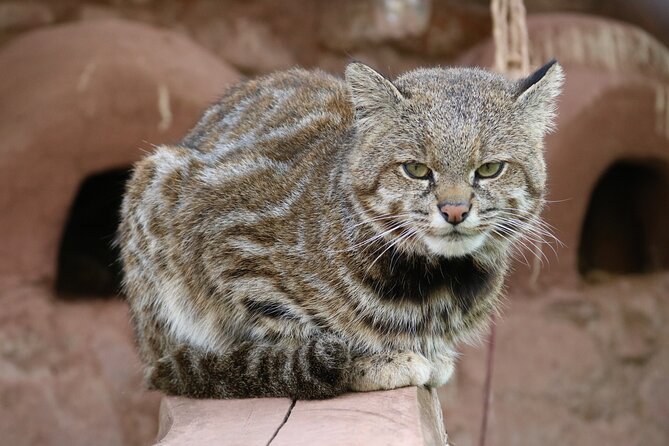 Cusco Santuario de Animales Rescatados en Cusco - Feeding time and animal etiquette that keeps things respectful