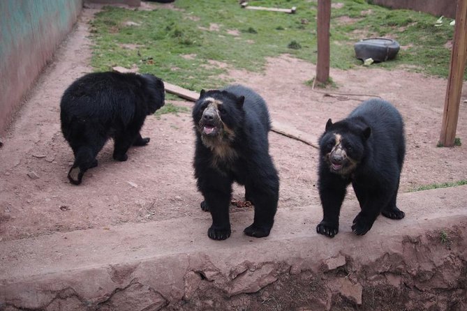 Cusco Santuario de Animales Rescatados en Cusco - Inside the sanctuary: what you will see and why it feels different