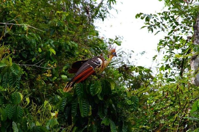 Eco Jungle 3 Days - 2 Nights - Key highlights to know before you go