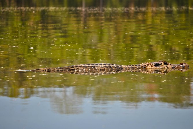 Eco Jungle 3 Days - 2 Nights - Wildlife spotting reality: how this itinerary actually helps