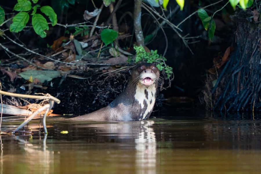 Excursion 2 days/1 nights in the jungle: Tambopata - Key Points You Should Care About