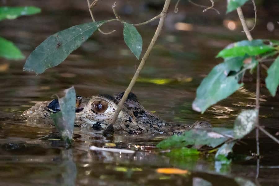 Excursion 2 days/1 nights in the jungle: Tambopata - From Puerto Maldonado to Tambopata Jungle, Fast