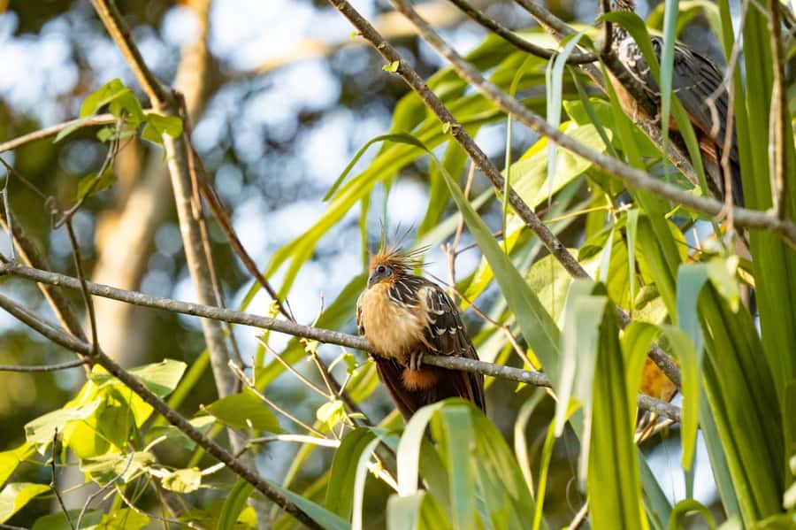 Excursion 2 days/1 nights in the jungle: Tambopata - Zip Line and Canopy Walk, Then Tambopata River Sunset Time