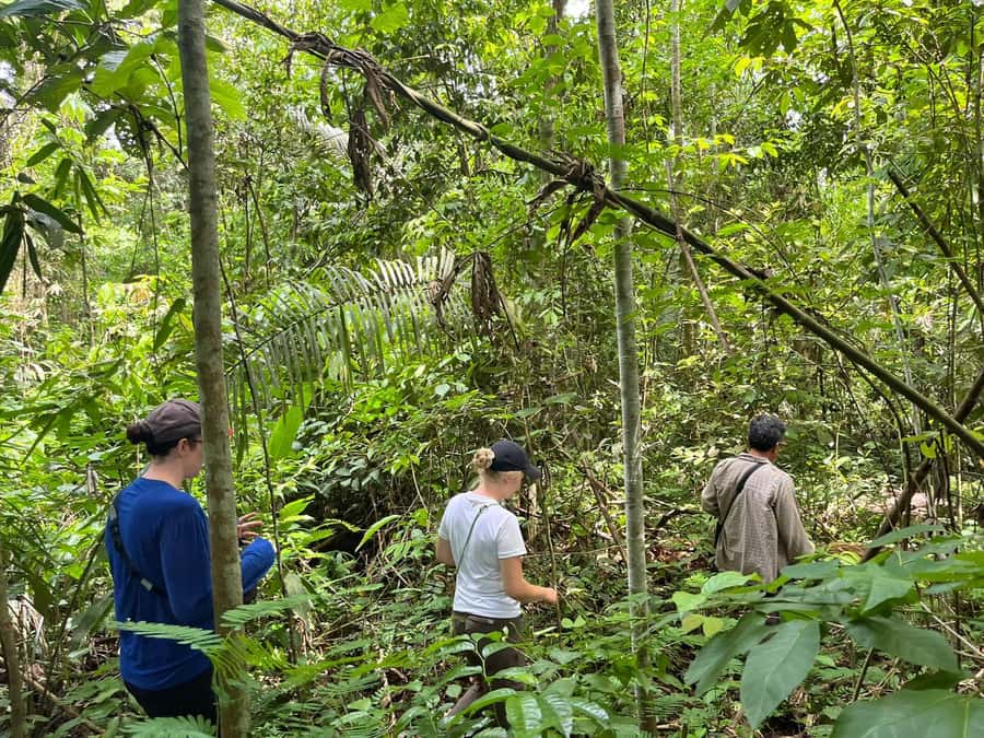 Excursion 2 days/1 nights in the jungle: Tambopata - Wildlife Watching Tips That Actually Help