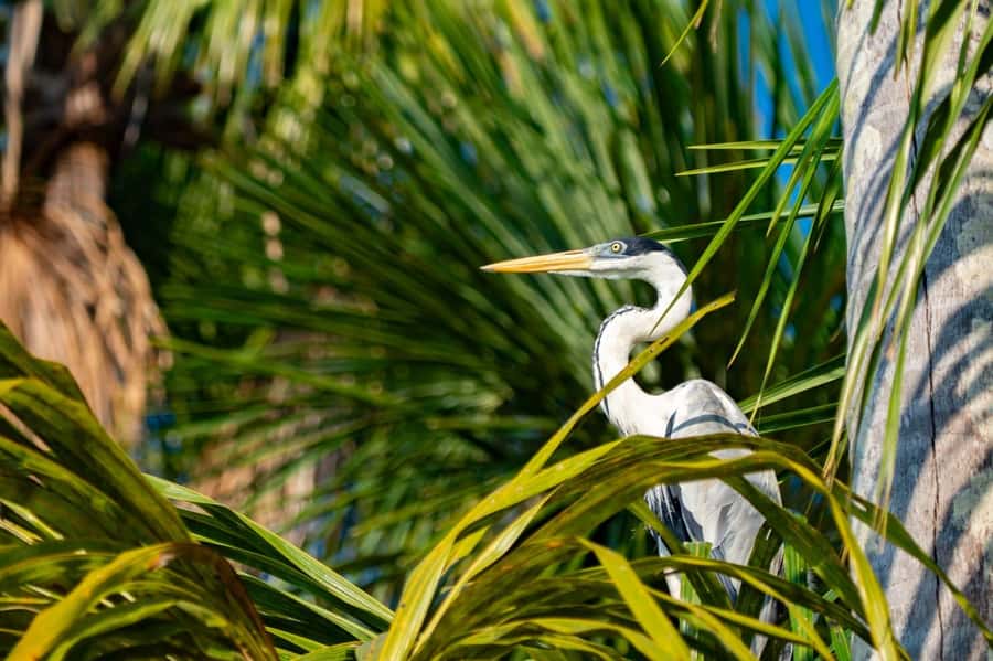 Excursion 2 days/1 nights in the jungle: Tambopata - Price and What You Really Get for $280