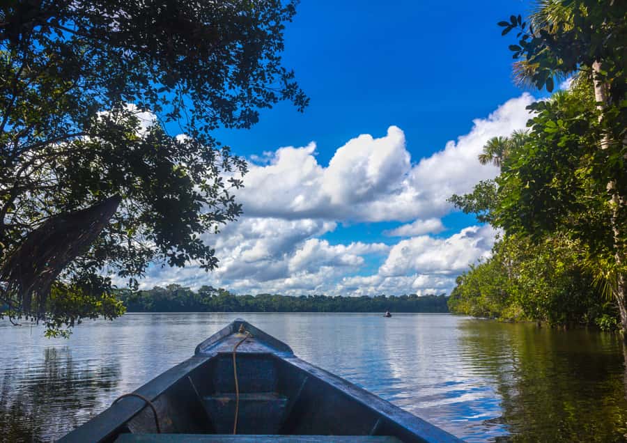 Excursion 3 days/2 nights in the jungle - Day 2: 3 km into the Tambopata Reserve, birds and ancient trees