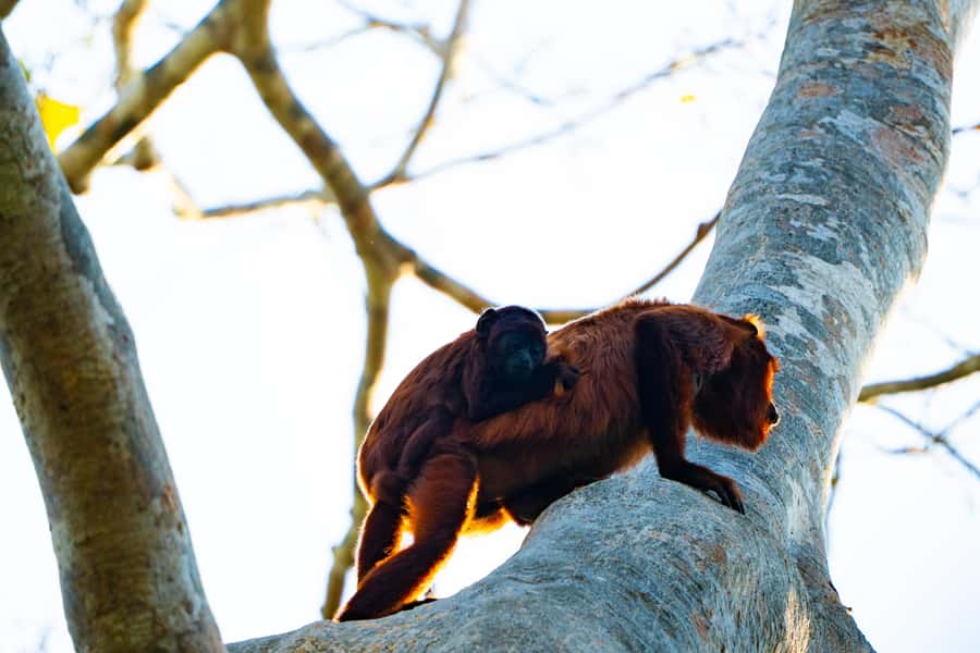 Excursion 3 days/2 nights in the jungle - Lake Sandoval by rustic boat: the highlight day for wildlife