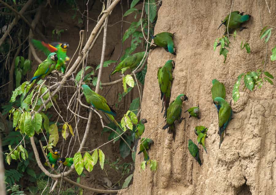 Excursion 3 days/2 nights in the jungle - Day 3 sunrise: parrots at the clay lick and river light that changes everything