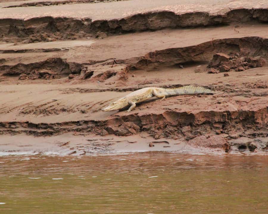 Excursion 3 days/2 nights in the jungle - Price and value: is $395 fair for a 3-day private Tambopata trip?