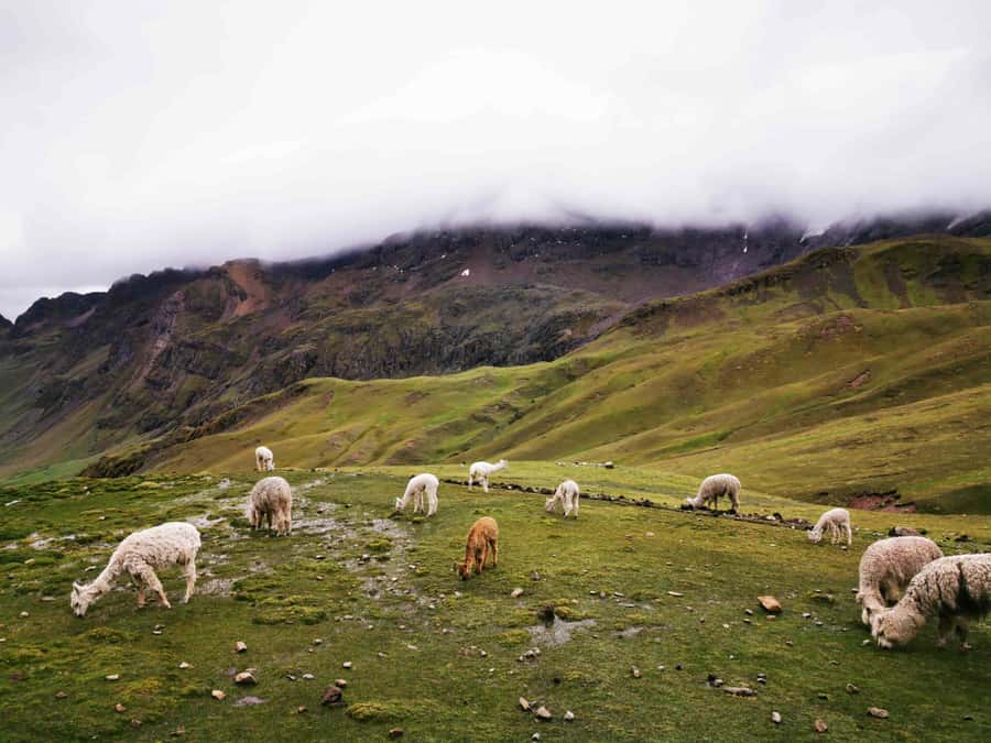 Excursion to Rainbow Mountain in ATV. - Breakfast in Cusipata, then Districts to Kayrahuiri