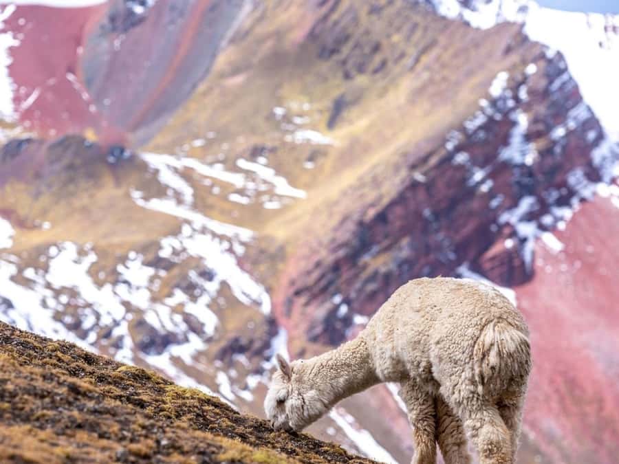 Excursion to Rainbow Mountain in ATV. - What to Bring for a Cold Start and Bright Sun