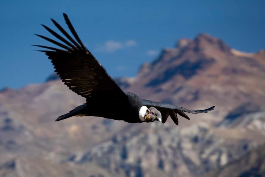 From Arequipa: Colca Canyon Day Trip with Transfer to Puno - Key points worth knowing