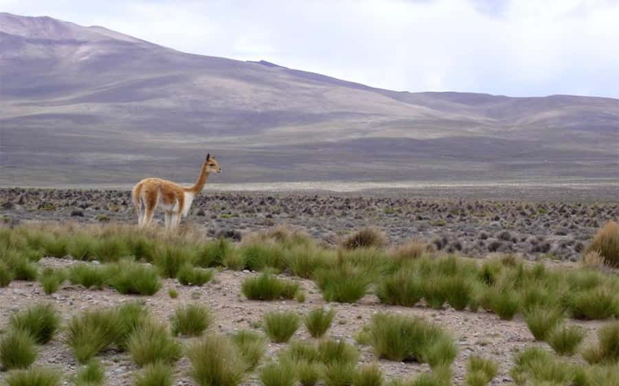 From Arequipa: One Day Trip to Colca Canyon Ending in Puno - Lunch in Chivay and the timing risk
