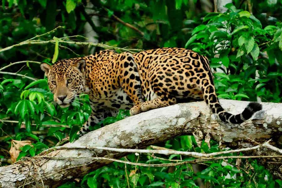 From Cusco: 4-Day Manu National Park Guided Tour - Cusco To Cloud Forest, The First Day Sets The Tone