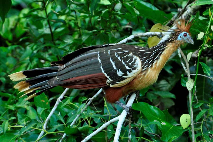 From Cusco: 4-Day Manu National Park Guided Tour - Manu Lodge to Parrot Clay Lick, Then Hikes and Rafts