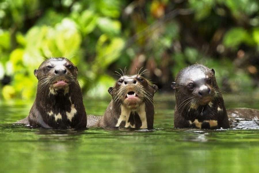 From Cusco: 4-Day Manu National Park Guided Tour - Packing for Rain, Slippery Trails, and Night Wildlife
