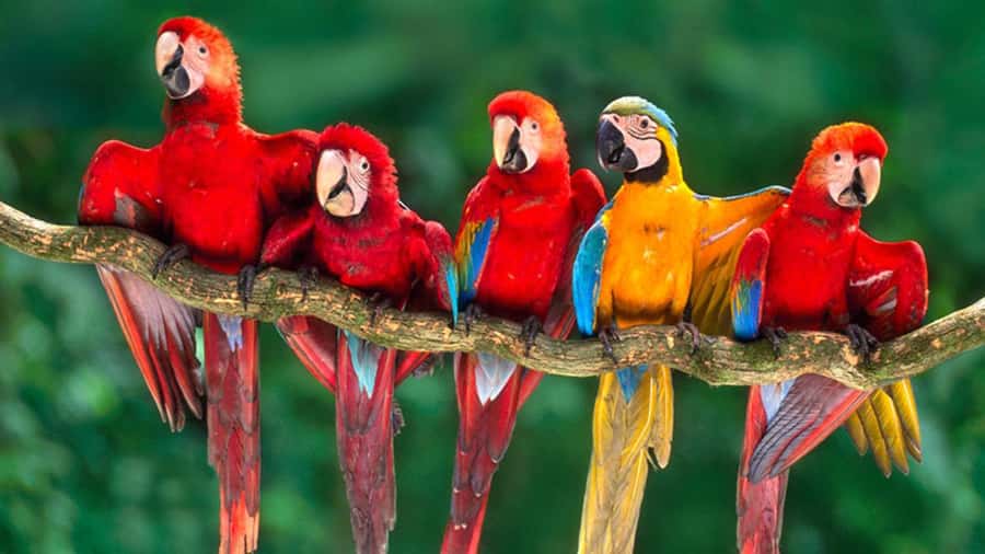 From Cusco: 4 Day Puerto Maldonado Sandoval Lake Excursion - Key things you’ll remember from this 4-day Amazon loop