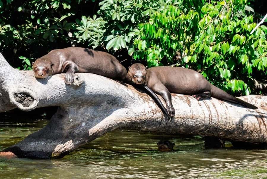 From Cusco: 4 Day Puerto Maldonado Sandoval Lake Excursion - Monkey Island and lodge trails: fun, but manage your expectations