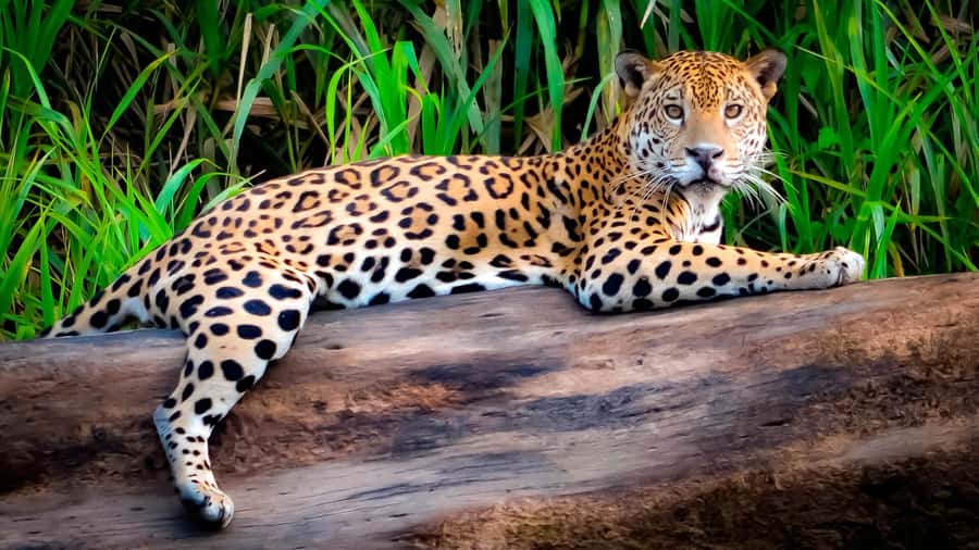 From Cusco: 4 Day Puerto Maldonado Sandoval Lake Excursion - Amazon Lodge Tambopata: comfort, bugs, and the reality of the rainforest
