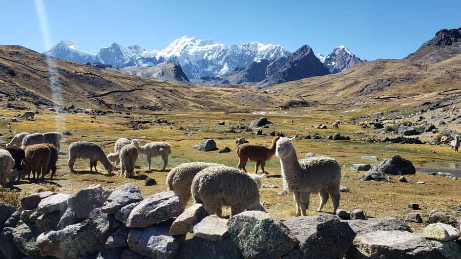 From Cusco: 7 Lakes of Ausangate Full Day Tour - Price and Value at $130, Plus the Costs You Need to Expect