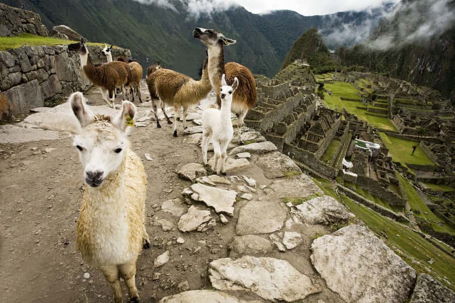 From Cusco: Machu Picchu Private Day Trip on Panoramic Train - What to pack so the day feels smooth, not stressful
