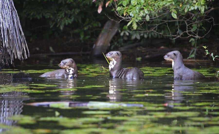 From Cusco: Manu National Park 3 Day Tour - Who this Manu tour is best for