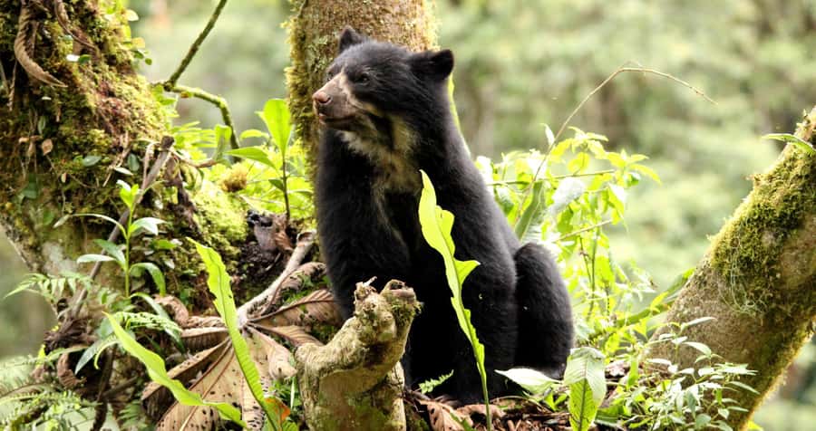 From Cusco: Manu National Park Tour & Accommodation 3 Days - FAQ