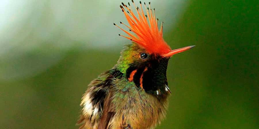 From Cusco: Manu National Park Tour & Accommodation 3 Days - Cusco Road to Manu Park: How You Go From Andes to Amazon