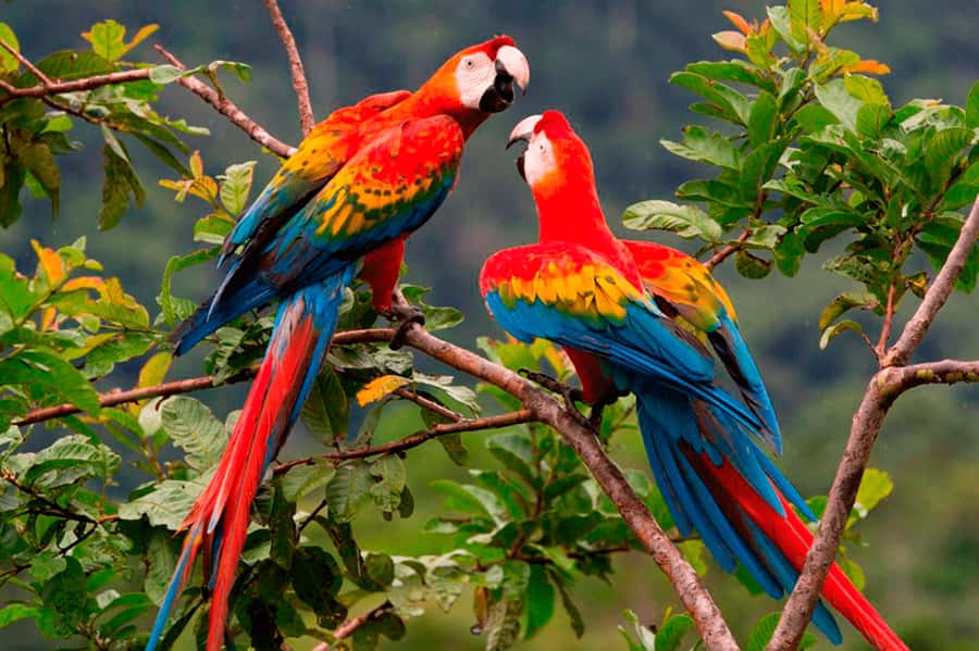 From Cusco: Manu National Park Tour & Accommodation 3 Days - Alto Madre de Dios by Boat: Where the Trip Turns Into Pure Animal Time