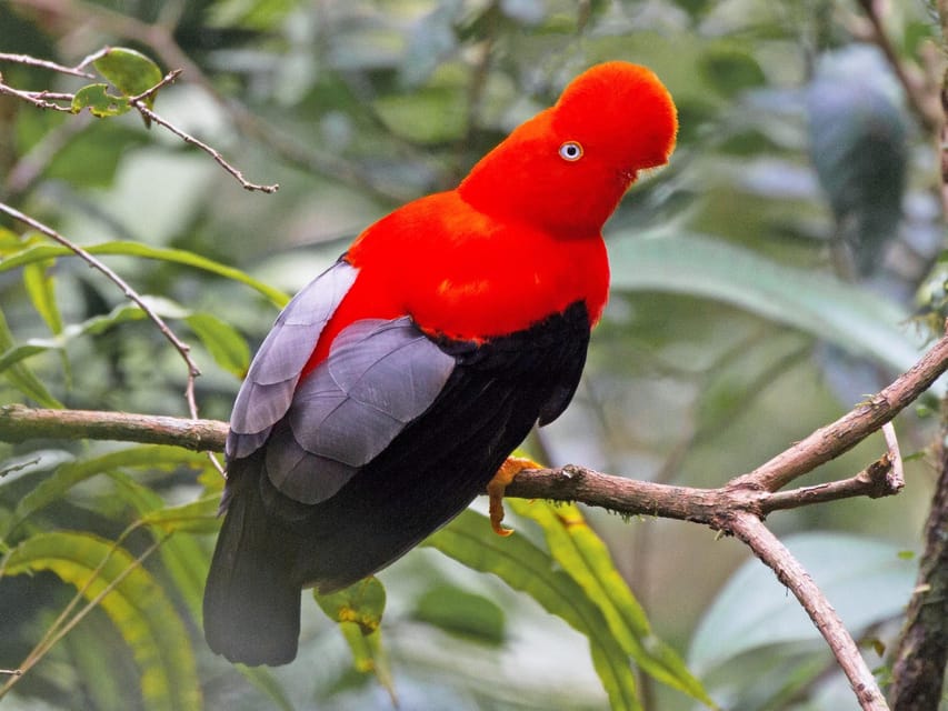From Cusco: Manu National Park Tour & Accommodation 3 Days - Guides, Group Size, and the Pace You Should Expect