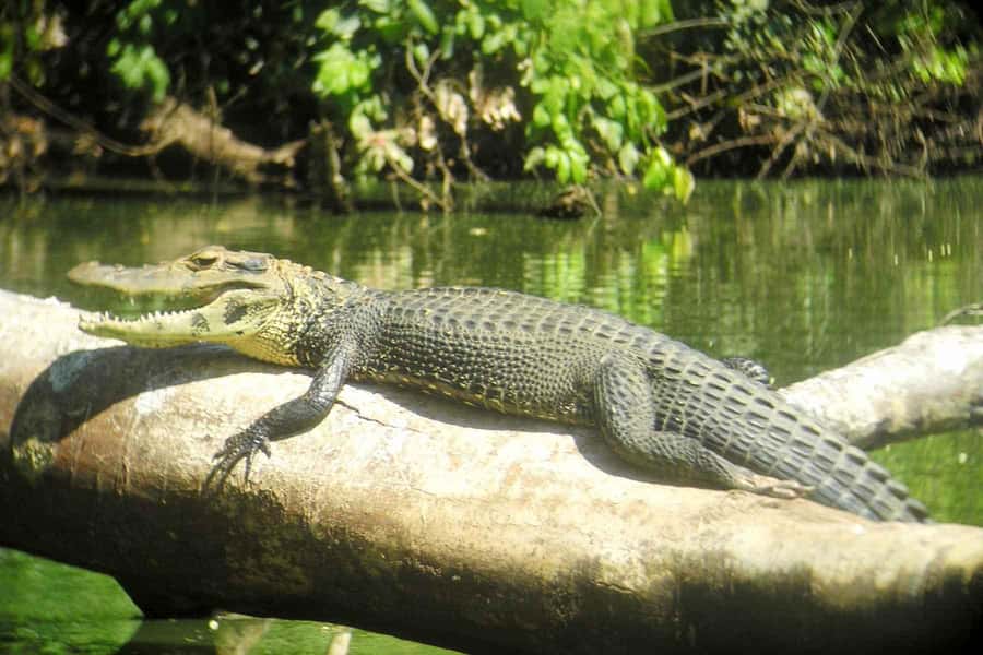From Cusco: Manu National Park Tour & Accommodation 3 Days - Value for Money: What You’re Really Paying For in 3 Days