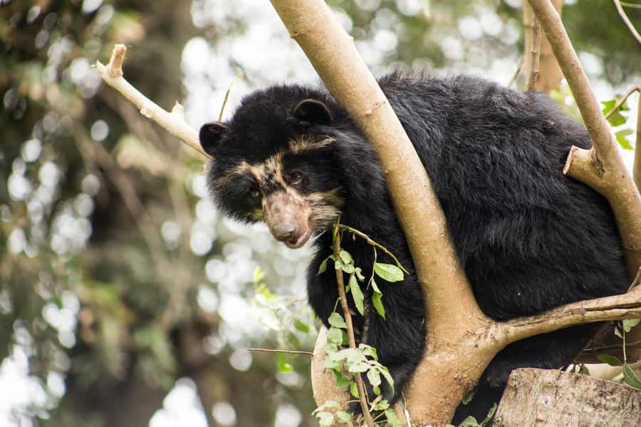 From Cusco: Manu National Park Tour & Accommodation 3 Days - Should You Book This 3-Day Manu National Park Tour?