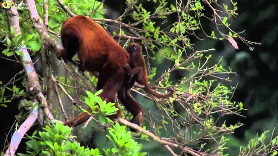 From Cusco: Manu National Park Tour & Accommodation 3 Days - Basical Hostel and Day 1 Night Life: Caves, Bats, and a Flash of Fear