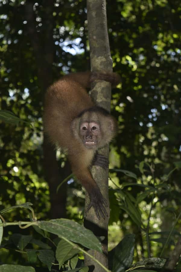 From Puerto Maldonado: 4-Day Excursion /wildlifesearch - Day 4: Early clay lick for macaws and parakeets, then a quick return