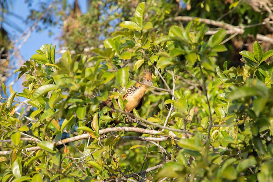 From Puerto Maldonado: 4-Day Excursion /wildlifesearch - Wildlife chances you can plan for, not just hope for