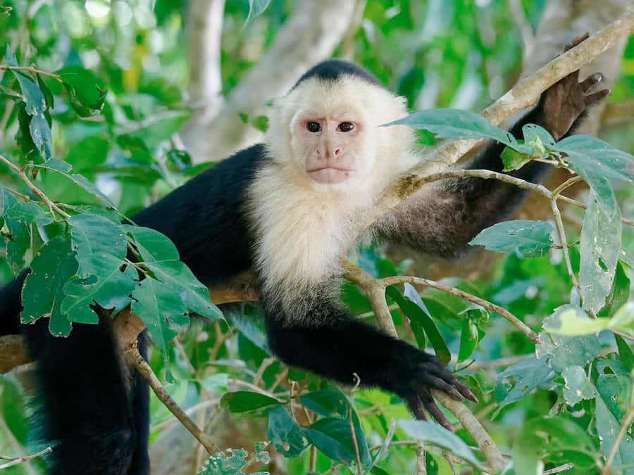 From Puerto Maldonado | Jungle hike + Sandoval Lake | - Lake Sandoval and Tambopata: why this 1-day plan works