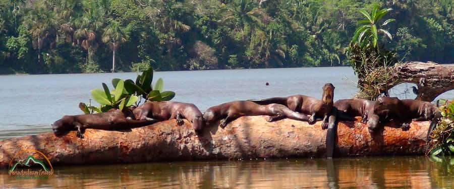 From Puerto Maldonado | Jungle hike + Sandoval Lake | - Pickup in Puerto Maldonado and the Tambopata “gateway” moment