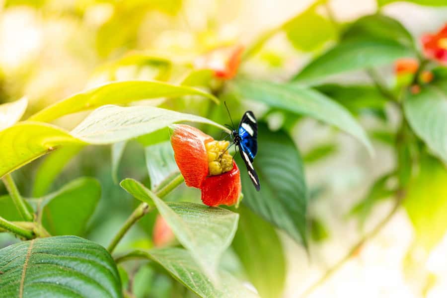 From Puerto Maldonado - Tambopata 4D/3N - Key highlights worth centering