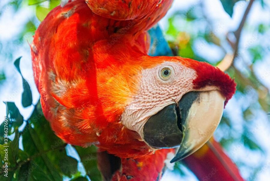 From Puerto Maldonado - Tambopata 4D/3N - Price and value: Is $600 really “worth it” for Tambopata?