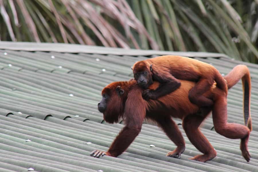 From Puerto Maldonado - Tambopata 4D/3N - Getting from Puerto Maldonado to the lodge, and why luggage rules matter