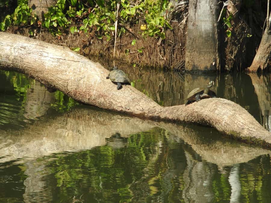 From Puerto Maldonado: Tambopata National Reserve 3-Day Tour - Price and value at $279: what’s included, what can add cost