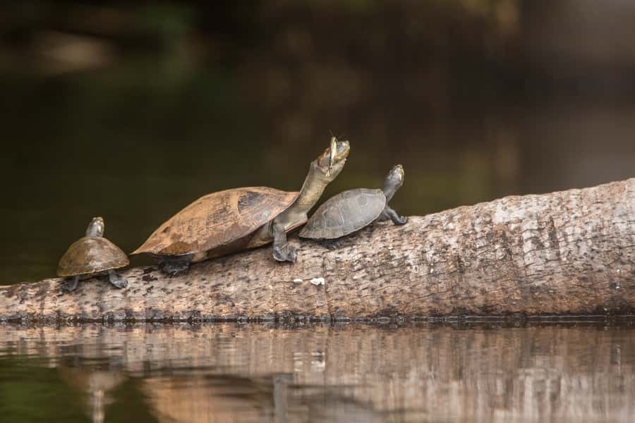 From Puerto Maldonado: Tambopata National Reserve 3-Day Tour - Day 1 night: Caiman safari and why timing matters