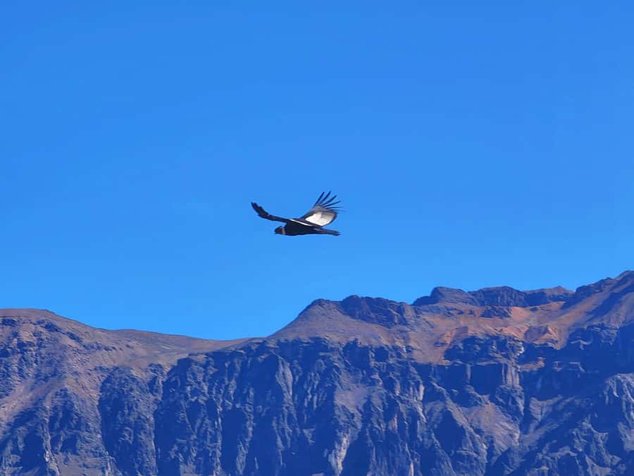 From Puno: 2-Day Tour to Colca Canyon ending in Arequipa - Key highlights at a glance