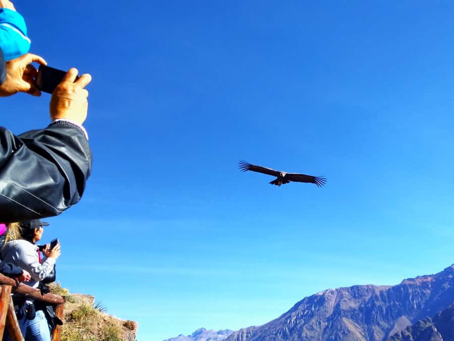 From Puno: 2-Day Tour to Colca Canyon ending in Arequipa - What this Puno to Arequipa 2-day trip is really like