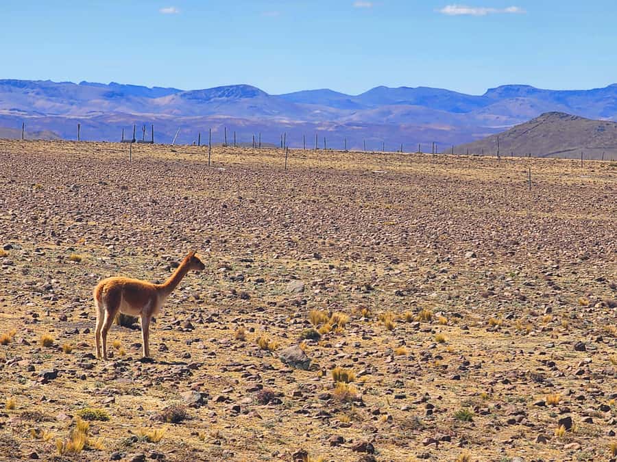 From Puno: 2-Day Tour to Colca Canyon ending in Arequipa - Salinas, Patapampa, and La Calera: why this route works