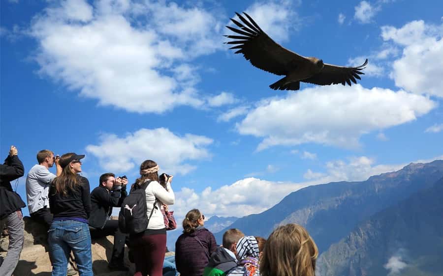 From Puno to Arequipa: 2 Days/1 Night Colca Canyon Tour - Lagunillas Lagoon and the Andean Animal Stops You’ll Remember
