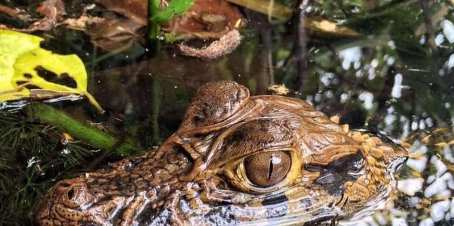 From Tambopata: Amazon Jungle Hike and Lake Sandoval 1-Day - Logistics tips that make the day smoother
