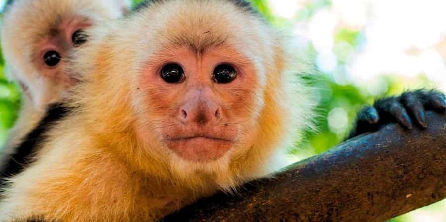 From Tambopata: Amazon Jungle Hike and Lake Sandoval 1-Day - From pickup to canoe: how the day flows